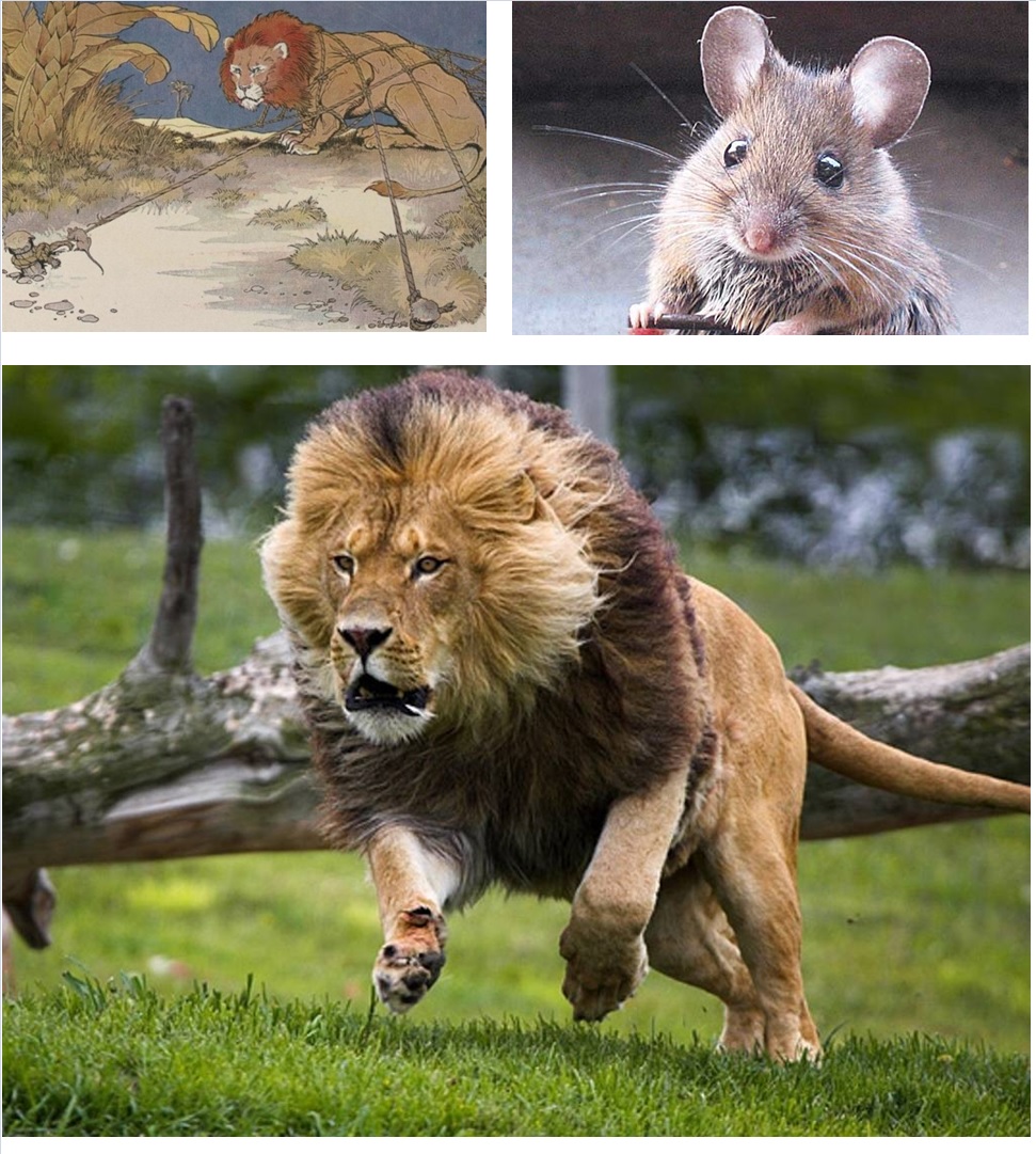 Cabeza de ratón o cola de león | Servicios Folgoso